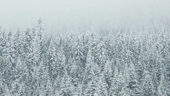 Заснеженный лес / Фото: pxhere.com