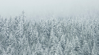 Заснеженный лес / Фото: pxhere.com