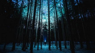 Зимний хвойный лес / Фото: pxhere.com