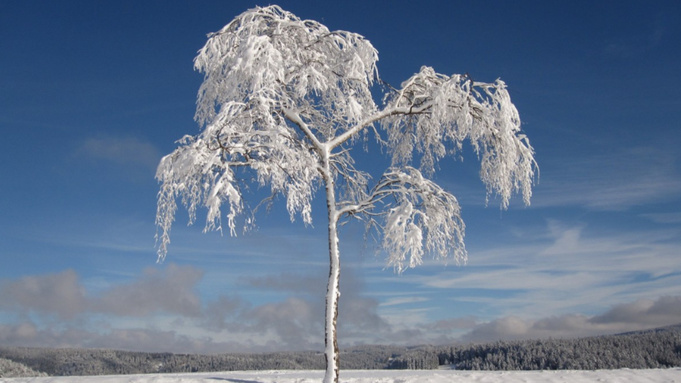 Замерзшее дерево / Фото: pxhere.com