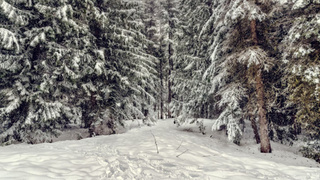 Зимнее утро /  Фото: unsplash.com