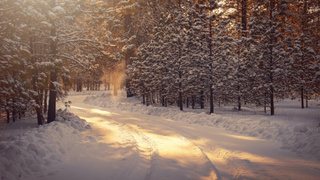 Зимнее утро /  Фото: unsplash.com