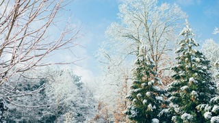 В Алтайском крае будет сильный мороз / Фото: unsplash.com