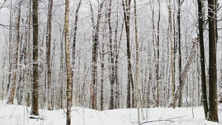 Зимний лес / Фото: unsplash.com  