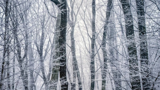 Лесная чаща зимой / Фото: unsplash.com