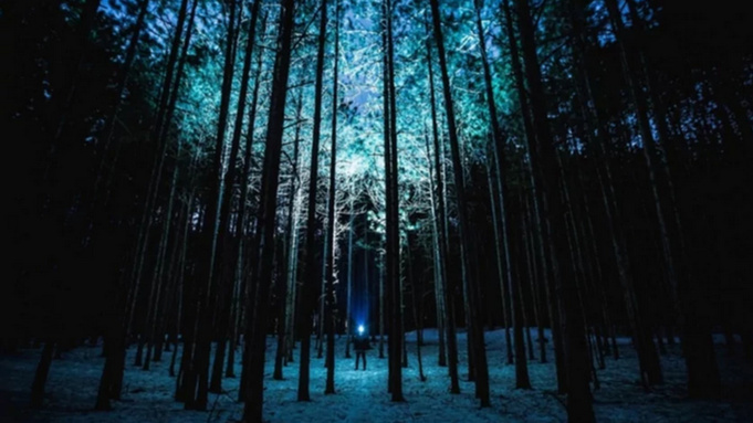 Зимний хвойный лес / Фото: pxhere.com