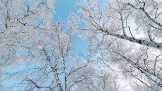 Березы в инее / Фото: Екатерина Смолихина / amic.ru