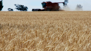 Пшеничное поле / Фото: unsplash.com