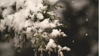 Заснеженная ветвь / Фото: unsplash.com