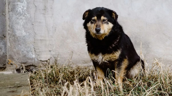 Бездомная собака / Фото: unsplash.com