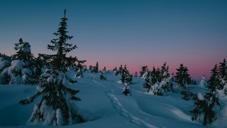 Заснеженные ели / Фото: unsplash.com