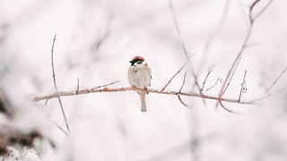 Воробей сидит на ветке / Фото: unsplash.com