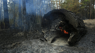 Лесной пожар / Фото: Екатерина Смолихина / amic.ru