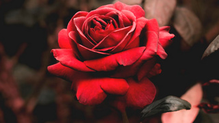 Красная роза / Фото: unsplash.com