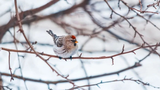 Птица чечетка / Фото: "КП - Новосибирск" / Виктория Минаева