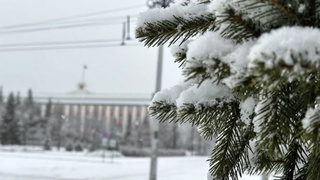 Заснеженная ель в центре Барнаула / Фото: amic.ru