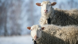 Овцы на прогулке / Фото: unsplash.com