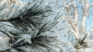 Зимний Барнаул / Фото: Екатерина Смолихина / amic.ru