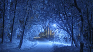 Зимний лес / Фото: pxhere.com    