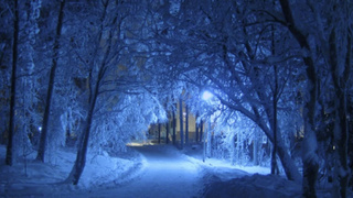 Зимний лес / Фото: pxhere.com    