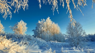 Красота зимней природы / Фото: pexels.com