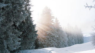 Заснеженный лес /Фото: unsplash.com