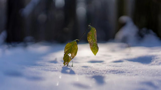 Листья на снегу / Фото: unsplash.com