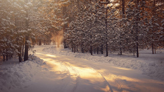 Рассвет в зимнем лесу / Фото: unsplash.com