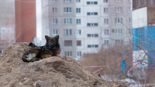Бродячий пёс / Фото: amic.ru     