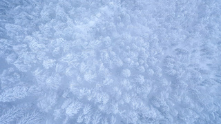 Зимний лес / Фото: unsplash.com   