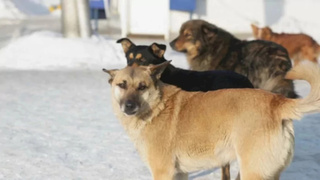 Стая бездомных собак / Фото: amic.ru