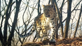 Мама семейства дальневосточных леопардов / Фото: пресс-служба национального парка "Земля леопарда"