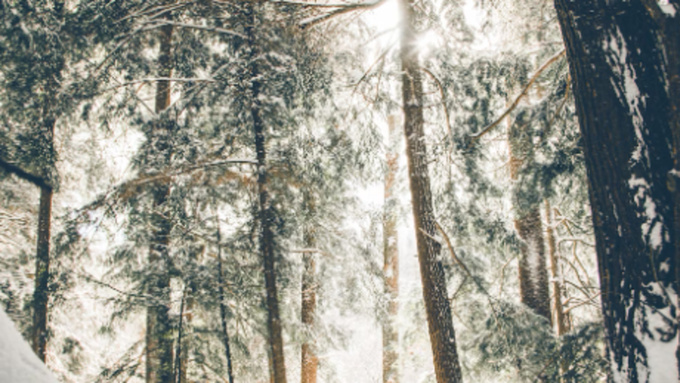 Фото: утро в зимнем лесу / unsplash.com