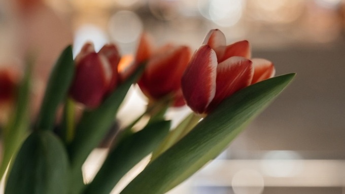 Букет тюльпанов / Фото: ТРЦ "Европа"