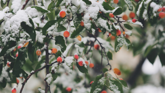 Заснеженное дерево / Фото: pxhere.com