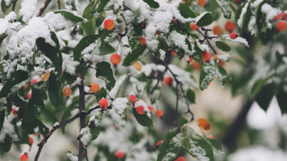 Заснеженное дерево / Фото: pxhere.com