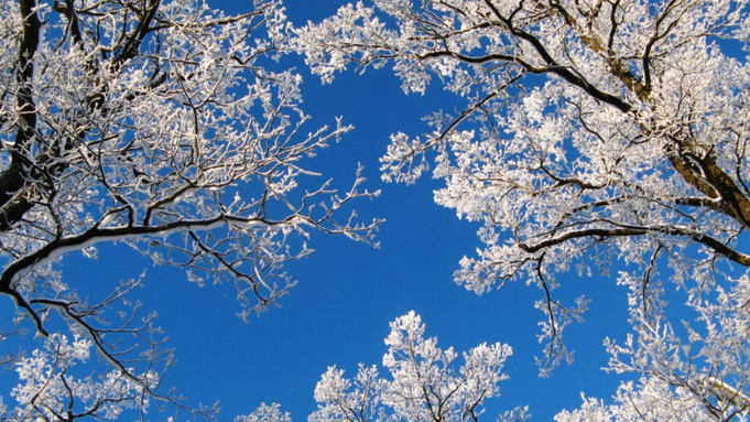 Деревья в инее / Фото: pxhere.com/ru/photo/1215635