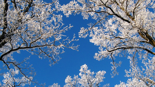 Деревья в инее / Фото: pxhere.com/ru/photo/1215635