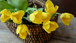 Желтые тюльпаны / Фото: pxhere.com