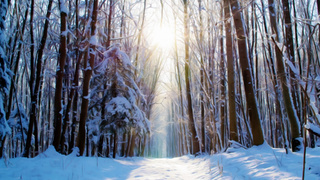 Заснеженный лес / Фото: pxhere.com