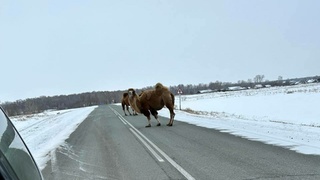 Верблюды на алтайской трассе / Фото: "В курсе 22"