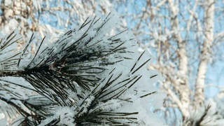 Деревья в снегу / Фото: amic.ru  