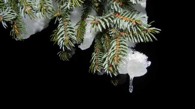 Снег на ветви дерева / Фото: pxhere.com/ru/photo/839194