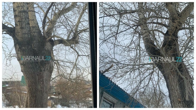 Тополь в Куете / Фото: Barnaul 22