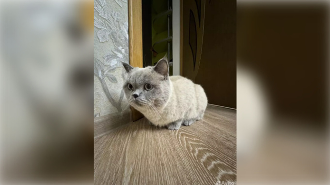 Кот, стоимостью 23,5 миллиона / Фото: aviro