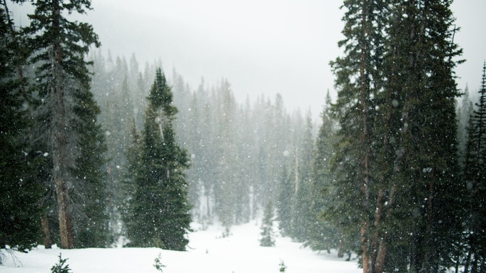 Снегопад в лесу / Фото: pxhere.com