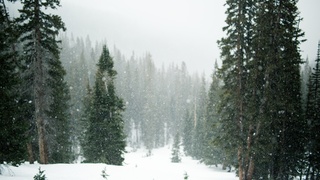 Снегопад в лесу / Фото: pxhere.com