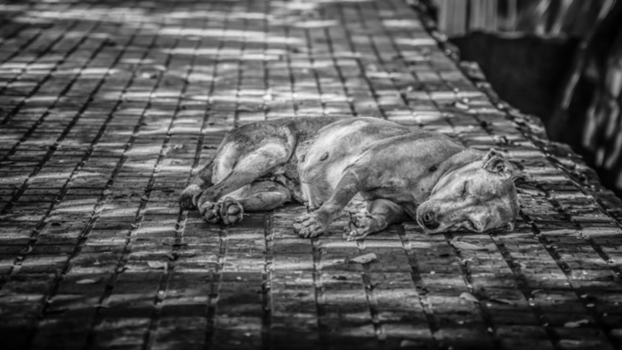 Бездомная собака / Фото: unsplash.com