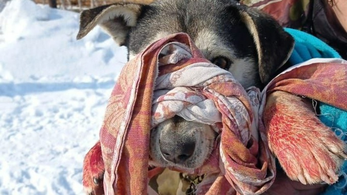 Пострадавшая собака / Фото: "Инцидент Барнаул"