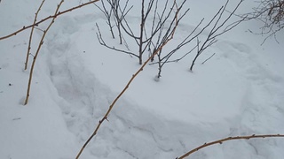 Яблоня в марте  / Фото: amic.ru   